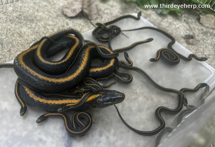 Santa Cruz Garter Snakes